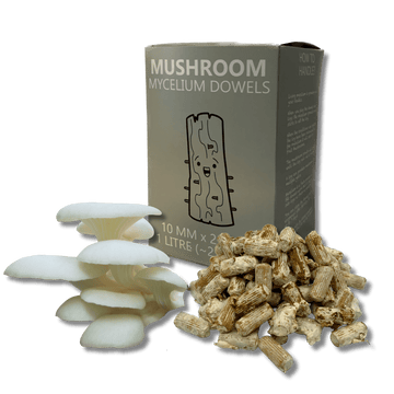 elm oyster mushroom dowels used for inoculating tree logs with mycelium.