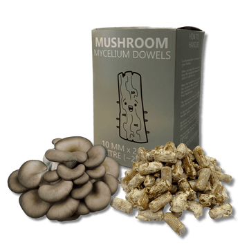grey oyster mushroom dowels used for inoculating tree logs with mycelium.