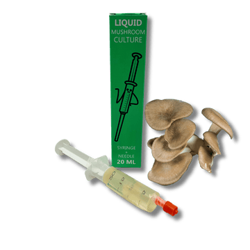 liquid culture syringe with black pearl mushroom mycelium