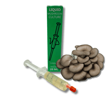 liquid culture syringe with grey oyster mushroom mycelium