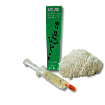 liquid culture syringe with lion's mane mushroom mycelium