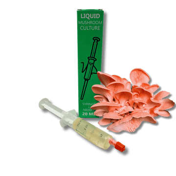 liquid culture syringe with pink oyster mushroom mycelium