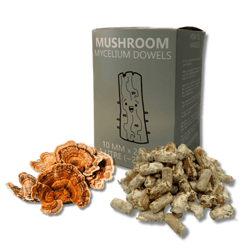 turkey tail mushroom dowels used for inoculating tree logs with mycelium.