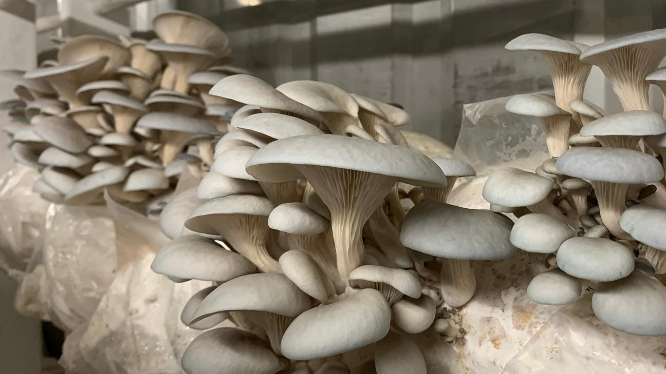 Grey oyster mushrooms growing from a bag containing mushroom substrate..