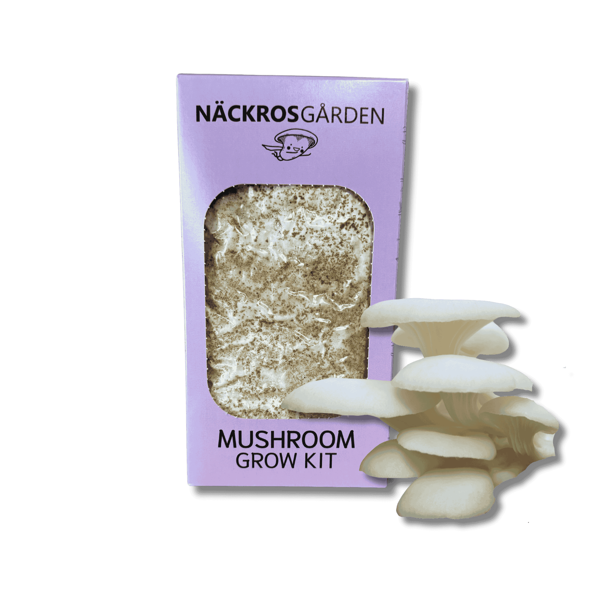 A mushroom grow kit where there is growing elm oyster mushrooms.