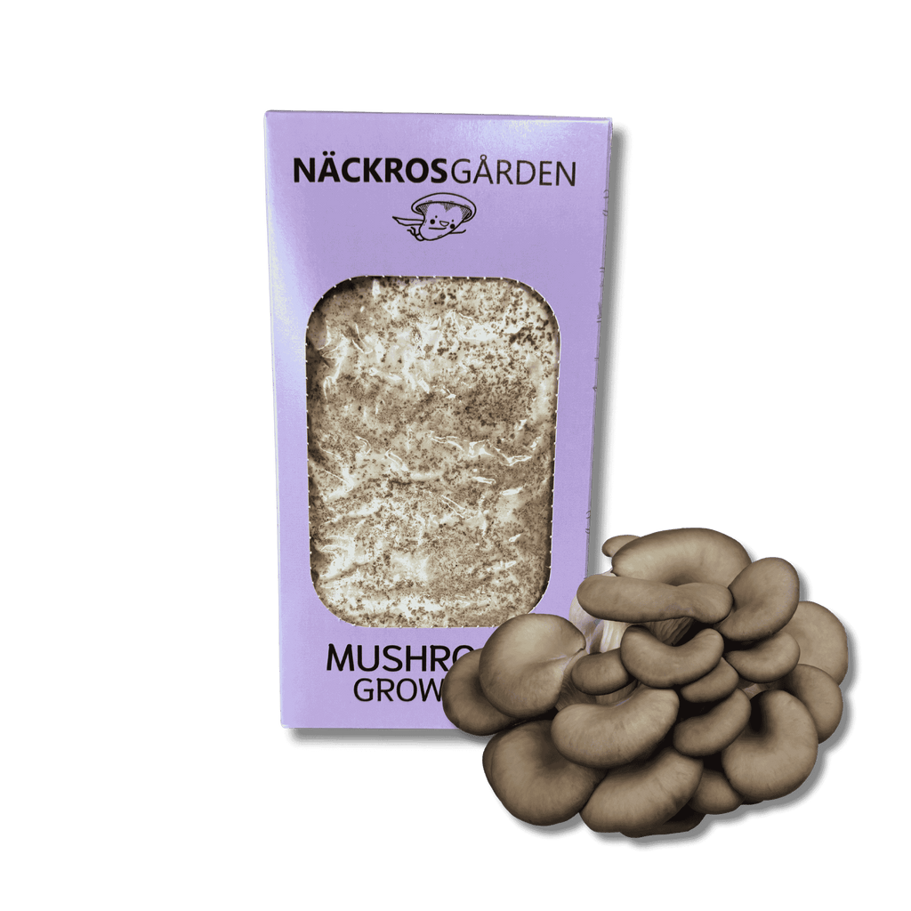 Grey oyster mushroom grow kit packaging with mushrooms.