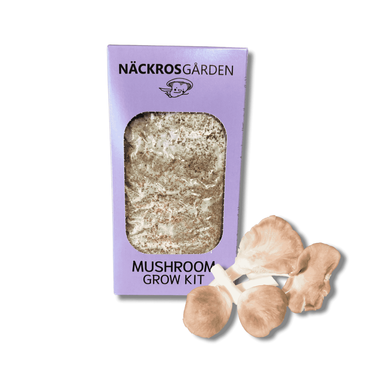 Italian Oyster mushroom grow kit with substrate and mushrooms.