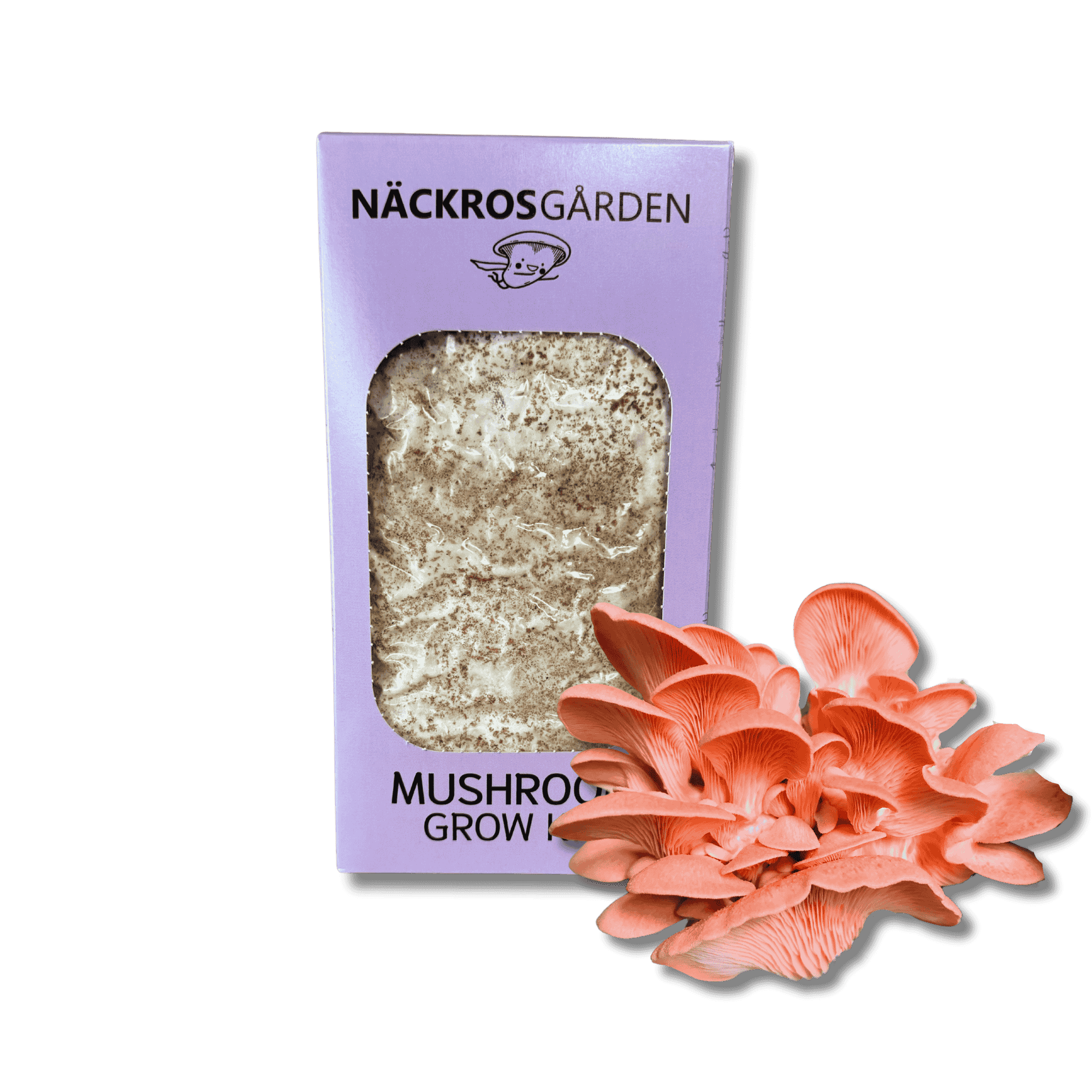 A mushroom grow kit where there is growing pink oyster mushrooms.