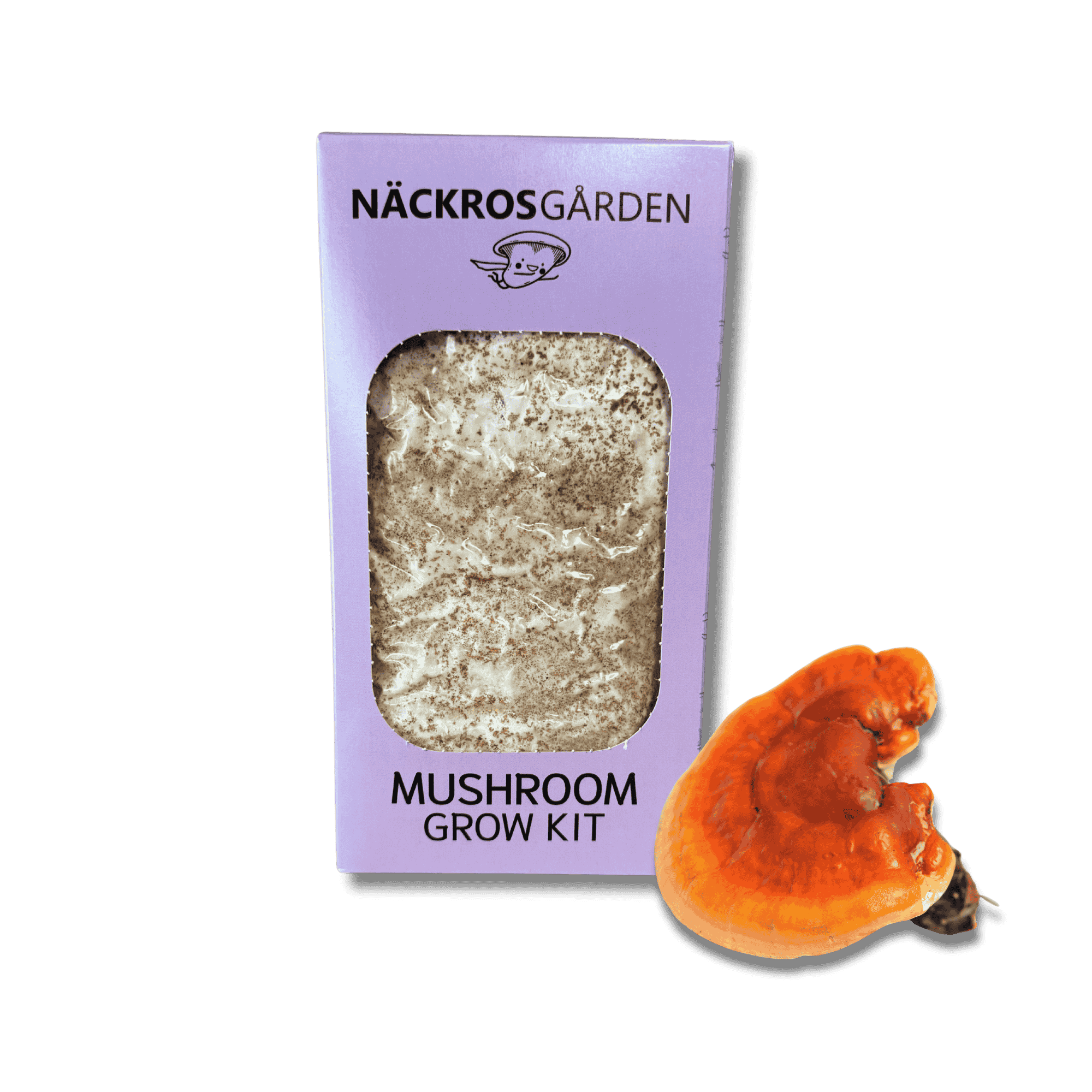 A mushroom grow kit where there is growing Reishi mushrooms.