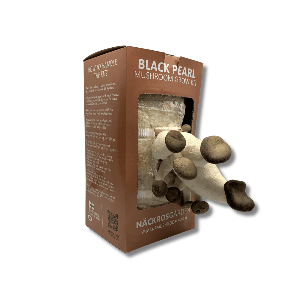 A black pearl grow kit with black pearl mushroom growing from it.