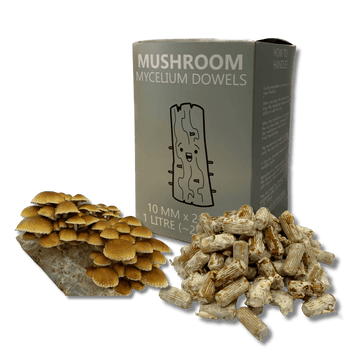 chestnut mushroom dowels used for inoculating tree logs with mycelium.