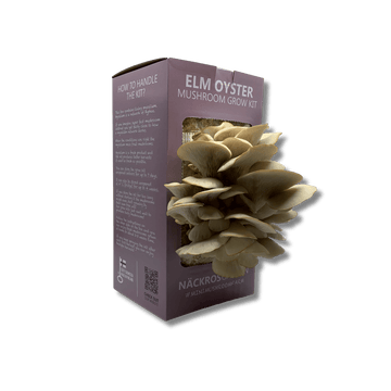 A Elm oyster grow kit with Elm oyster mushroom growing from it.