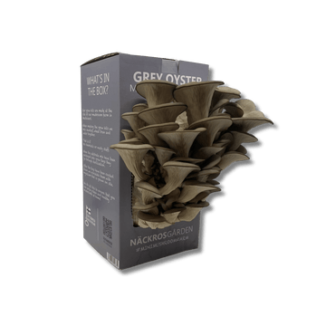 Mushroom grow kit with grey oyster mushroom growing from it.