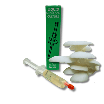 liquid culture syringe with elm oyster mushroom mycelium