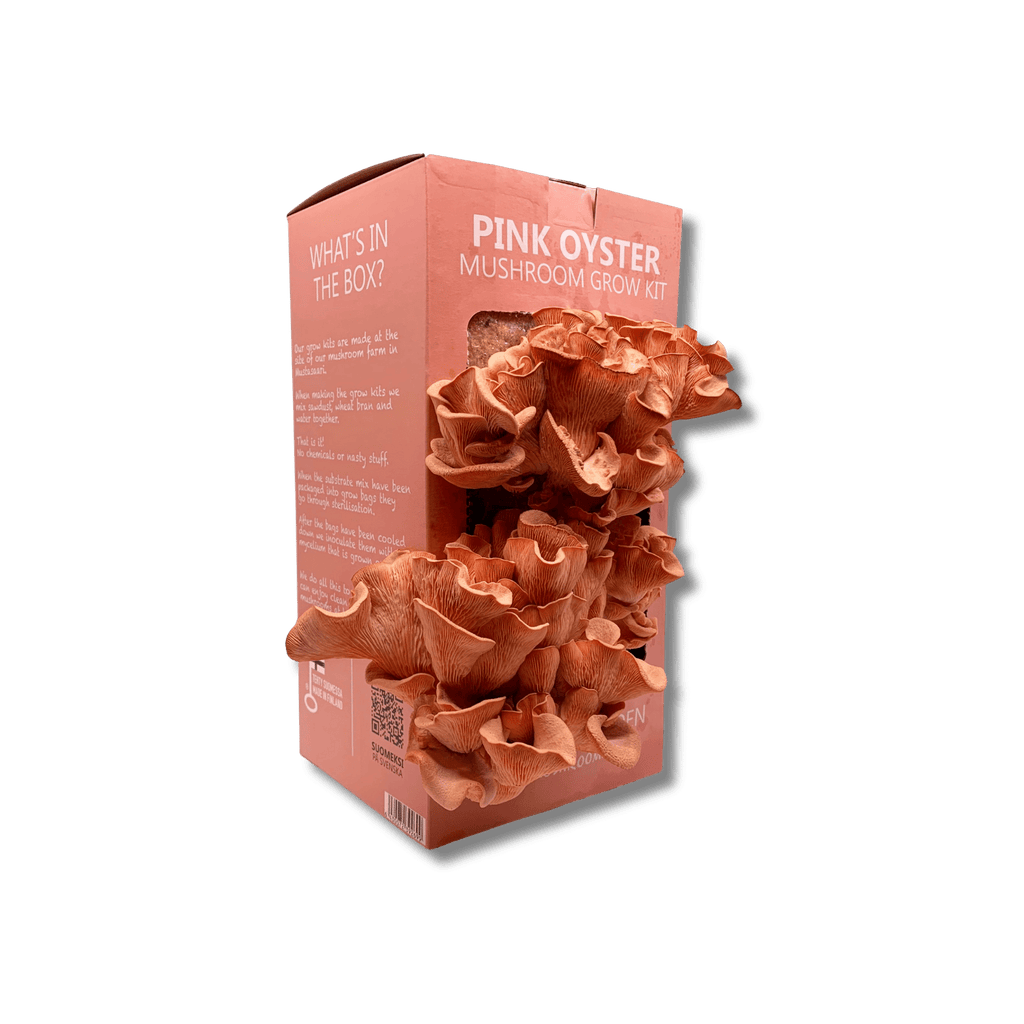 Pink oyster grow kit with pink oyster mushroom growing from it.