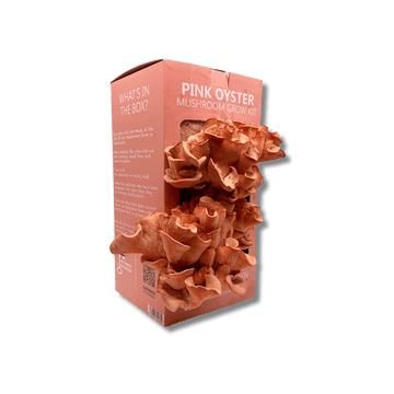 Pink oyster grow kit with pink oyster mushroom growing from it.