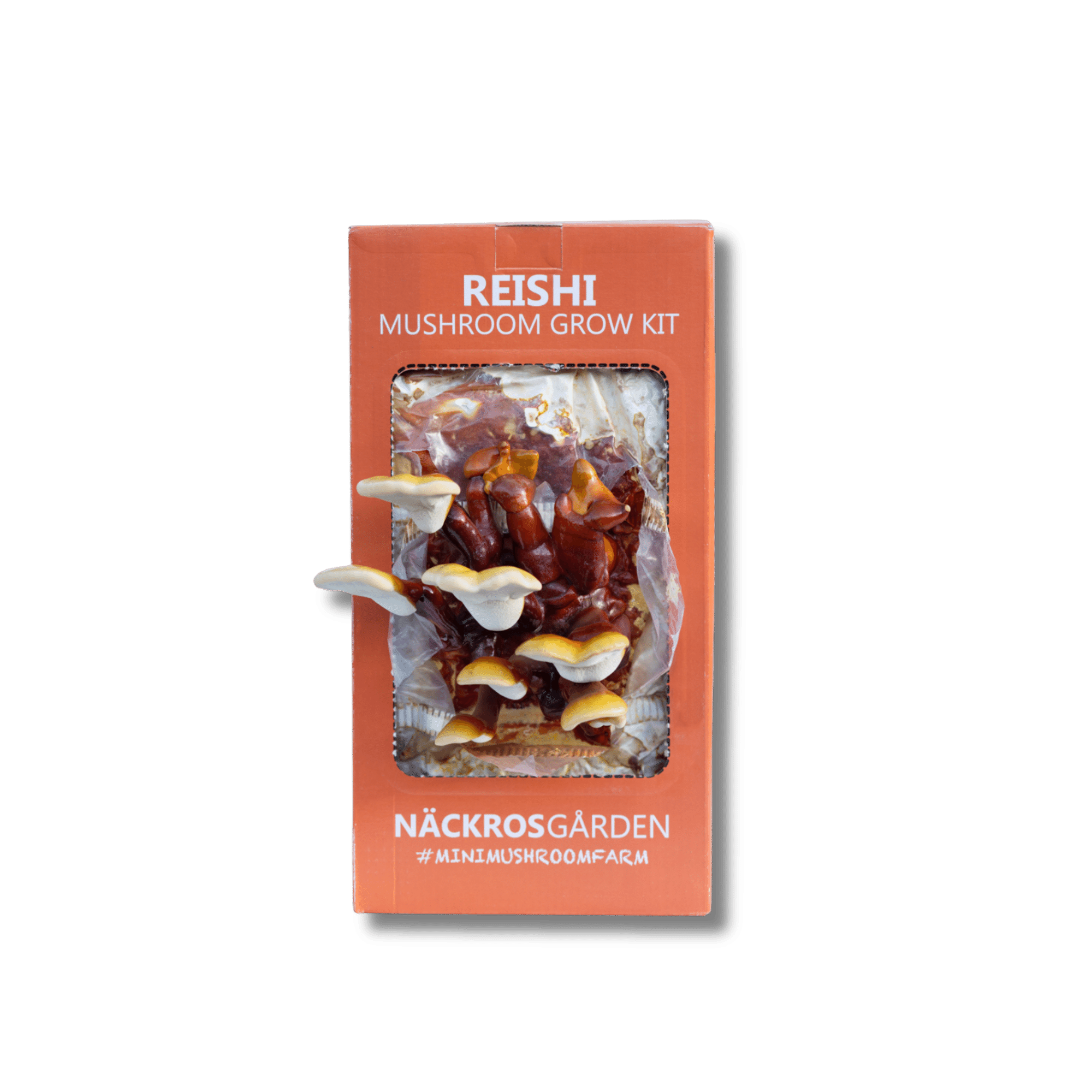 A reishi grow kit with Reishi mushroom growing from it.