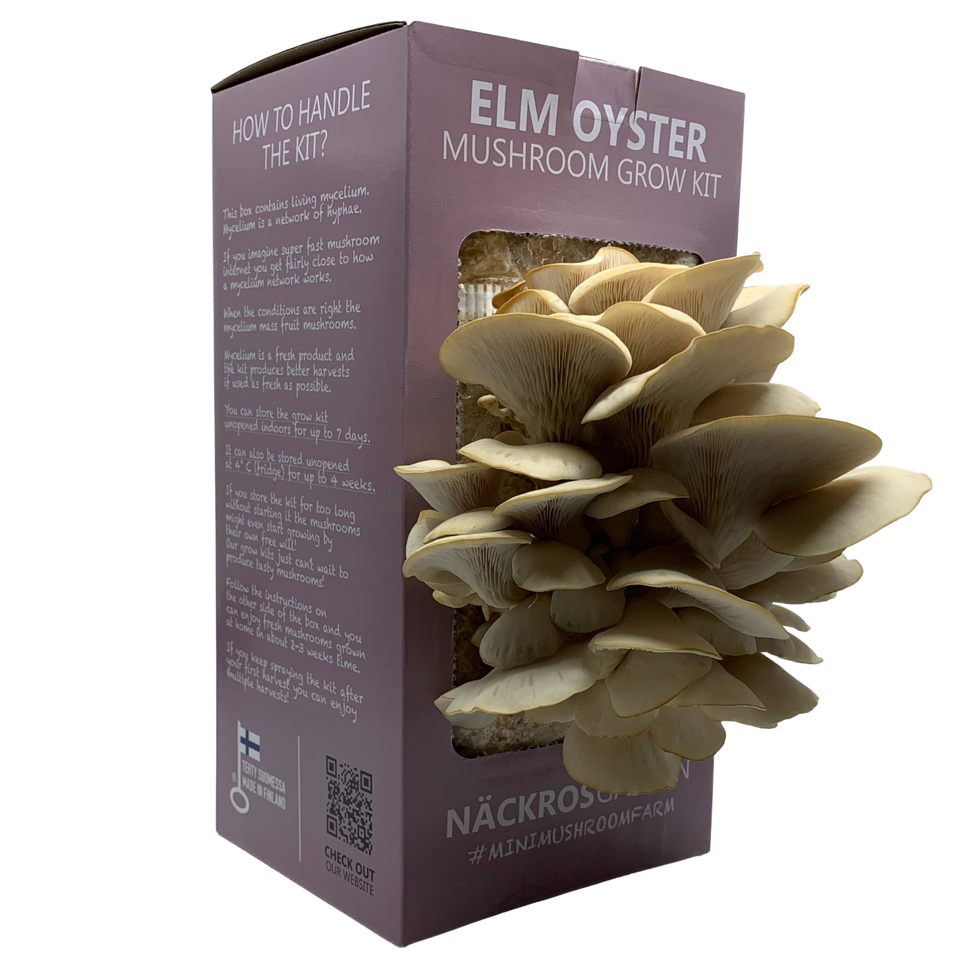 Elm oyster growkit
